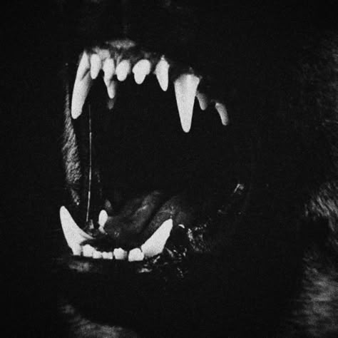 Claws Aesthetic, Art Disney, Sirius Black, An Animal, Black Aesthetic, Teen Wolf, Dark Aesthetic, Animal Kingdom, In The Dark