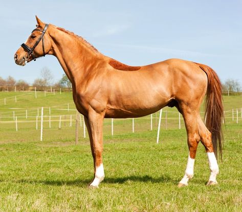 Throughbred Horses, Horse Template, Warmblood Horses, Majestic Horses, Faster Horses, Thoroughbred Racehorse, Royal History, Pony Breeds, Horse Games