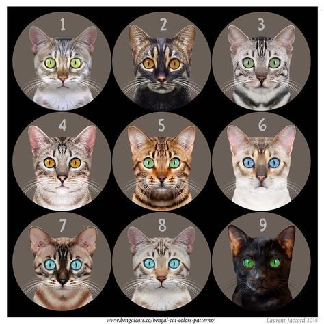 Can you identify these Bengal cat colors? 📷 by Laurent Jaccard - BengalCats.co Bengal Cat Colors, Snow Mink Bengal Cat, Bengal Cat Snow, Snow Lynx Bengal Cat, Snow Bengal Cat, Black Bengal Cat, Bangle Cat, Charcoal Bengal, Silver Bengal Cat