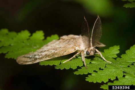 Invasive Insect Gets a New Name: Spongy Moth | Smart News| Smithsonian Magazine Silkworm Moth, Biology College, Moth Species, Social Exclusion, Integrated Pest Management, Moth Caterpillar, Insect Pest, Parallel Lines, Pest Management