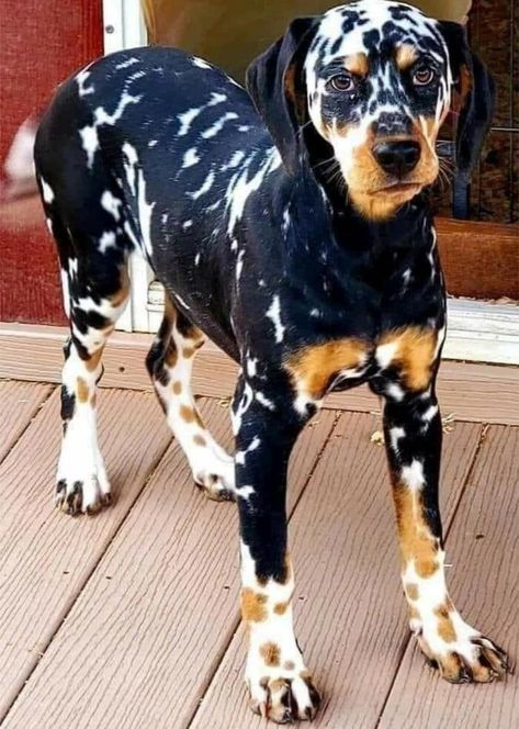 Beautiful Tri-Colored Dalmatian Dalmatian Mix, Dog Crossbreeds, Dalmatian Dogs, Most Beautiful Animals, Dog Wallpaper, Doberman, Beautiful Dogs, Dalmatian, Dog Pictures