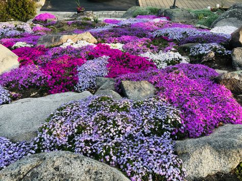 Creeping phlox driving me crazy...... Creeping Thyme Hillside, Moss Phlox Garden, Phlox Garden Ideas Flower Beds, Creeping Phlox Ideas Flower Beds, Creeping Flocks, Creeping Phlox Landscaping, Creeping Phlox Ground Cover Landscaping, Phlox Landscaping, Creeping Phlox Ideas