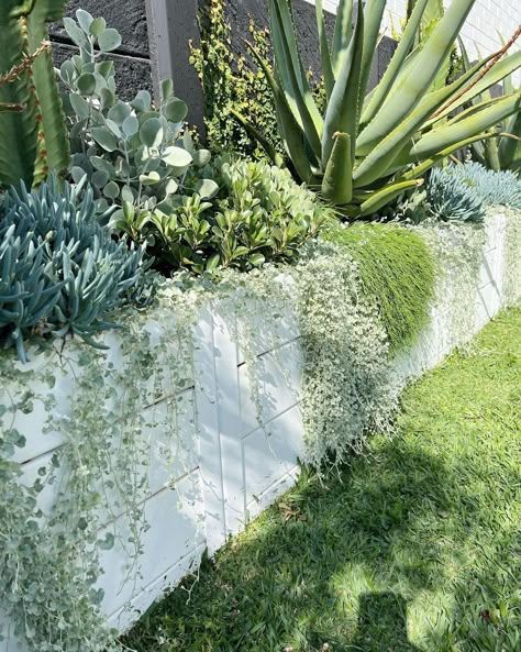 Planter inspo 🙌🏼 Creepingfig~Bluebird~Orientalpearl~ Chalkstick~Sanseveiria 😍🌿 . . . . Design- @bonniestaceylandscapes Install-… | Instagram Tropical Garden Design, Pool Landscape Design, Front Garden Design, Australian Garden, Landscape Designer, Backyard Pool Landscaping, Coastal Gardens, Outdoor Gardens Design, Home Landscaping