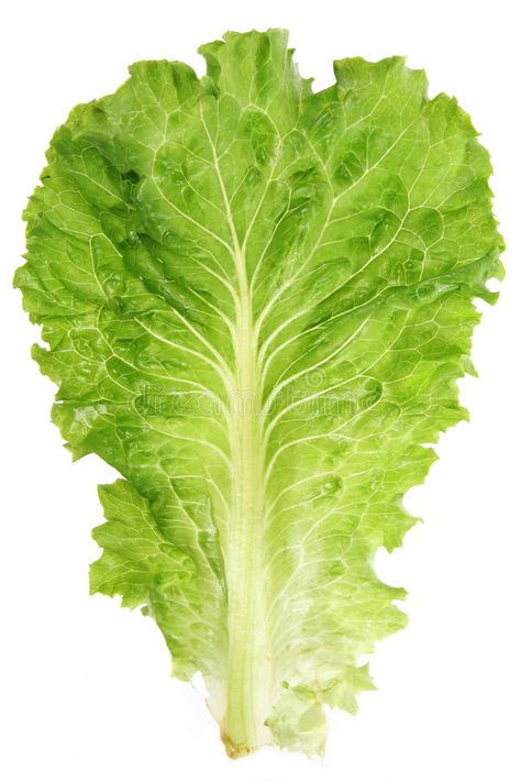 Lettuce leaf. Closeup view isolated on white background , #Ad, #Closeup, #leaf, #Lettuce, #view, #background #ad Painted Garden Rocks, Tattoo Plant, Vegetable Pictures, Pencil Drawings For Beginners, Photo Elements, Noodle Bar, Rainbow Fruit, Leaf Clipart, Garden Salad