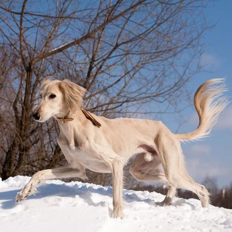 Saluki Dogs, Most Expensive Dog, Expensive Dogs, Dog Poses, Dog Facts, Bull Terrier Dog, Dog Activities, American Pitbull Terrier, Animal Companions