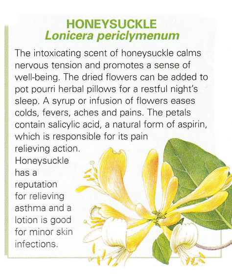 Honeysuckle uses Honeysuckle Witchcraft, Honeysuckle Magical Properties, How To Smell Like Honeysuckle, Honeysuckle Tincture, Honeysuckle Benefits, Honeysuckle Cottage, Wild Honeysuckle, Medicinal Herbs Garden, Medical Herbs