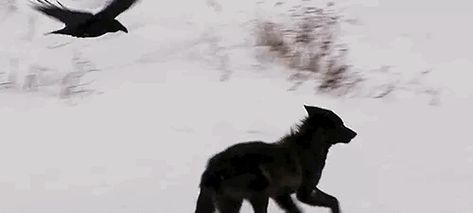 Raven Banner Discord, Black Wolf Aesthetic, Wolf And Crow, Wolves And Ravens, Wolf And Raven, Wolf Gif, Raven And Wolf, Werewolf Aesthetic, Nature Witch