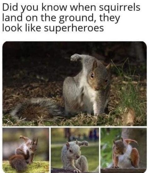 Memes Of The Day, Fresh Memes, Memes Humor, Funny Animal Memes, Marvel Memes, Squirrels, Koala Bear, Animal Memes, Cute Funny Animals