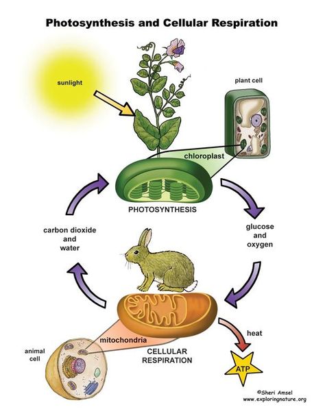 Great diagram for teaching photosynthesis and respiration. Has a blank on site to use for assessment. Cellular Respiration Diagram, Teaching Photosynthesis, Cellular Respiration And Photosynthesis, Cell Respiration, Photosynthesis And Cellular Respiration, Science Cells, Cellular Respiration, Biology Classroom, Secondary Science