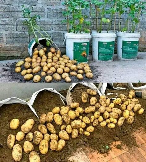 Grow From Scraps, Fill The Bucket, Potato Planter, Hydroponic Gardening System, Potato Planters, Vegetable Garden Tips, Small Vegetable Gardens, Vegetable Garden Diy, Growing Potatoes