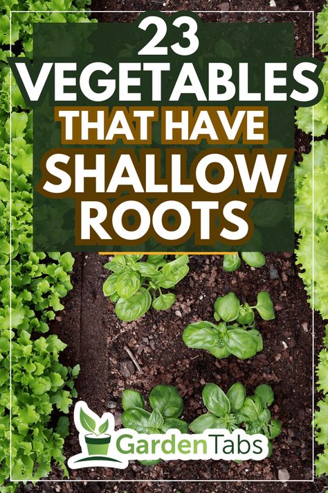 23 Vegetables That Have Shallow Roots Shallow Garden Ideas, Shallow Vegetable Garden, Vegetable Gardening In Pots, Shallow Raised Garden Beds, Vegetable Container Garden Ideas, Shallow Root Vegetables, Shallow Garden Bed Plants, Plants With Shallow Roots, Grow Tent Vegetable Garden