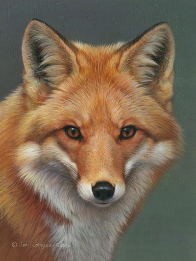 Regard Animal, Red Foxes, Fox Artwork, Paint Rocks, Fox Pictures, Fox Painting, Fox Face, Wildlife Paintings, Fox Art