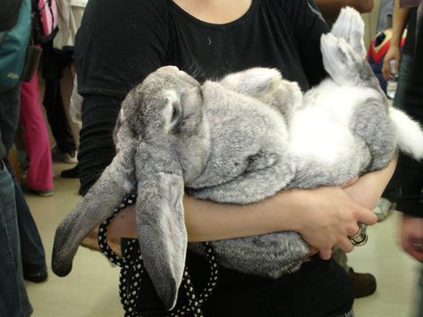 Yes, these giant rabbits really do exist, and yes, you can have one in your house if you want it. Plus: exclusive video! Benny And Joon, Flemish Giant Rabbit, Giant Rabbit, Flemish Giant, Giant Bunny, Rabbit Breeds, Rabbit Drawing, Big Bunny, Rabbit Care