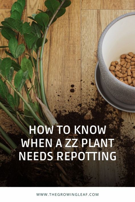 Is your ZZ plant looking a bit cramped in its current pot? It might be time to repot it! Repotting your ZZ plant can help it grow larger and healthier. Want to learn more about when and how to repot your ZZ plant? Check out our guide. From selecting the right soil to choosing the perfect pot, this article has everything you need to know. Don't wait, give your ZZ plant the space it needs to thrive and check out this helpful guide today! #ZZplantcare #repotting #planttips #greenthumb #homedecor How To Repot A Zz Plant, Large Zz Plant, Zz Plant Care, Zamioculcas Zamiifolia, Zz Plant, Liquid Fertilizer, Farm Stand, Replant, Plant Species