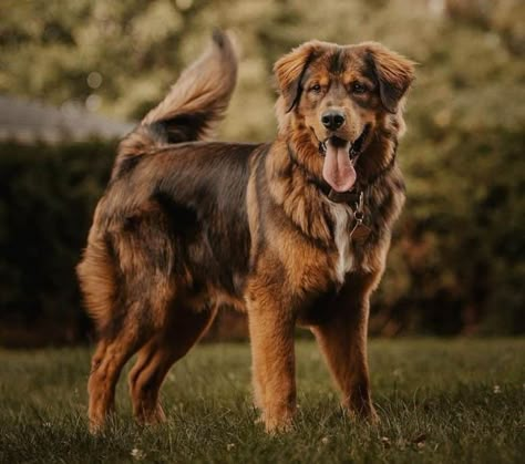 Cute Mutts, Cute Mutt Dogs, Bernese Mountain Dog Golden Retriever, Mutts Dogs, Cute Dog Mixes, Golden Mountain Dog, Dog On A Leash, Dog Photoshoot Pet Photography, Bernese Mountain Dog Mix