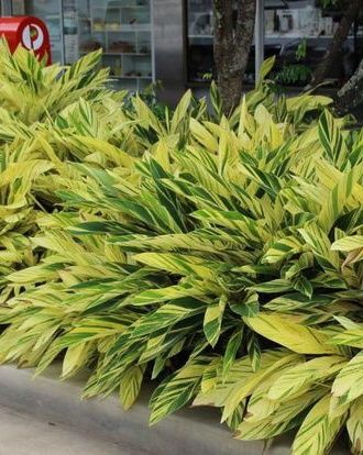 🌿🌸 Variegated Shell Ginger Plants! 🌸🌿 Prices starting at just Ksh. 500! Discover the beauty of Variegated Shell Ginger: Transform your space into a tropical retreat effortlessly! 🏝️ Whether as a stunning #houseplant, patio centerpiece, or vibrant garden addition, this beauty offers endless possibilities. 🌺 Visit our #garden center today for this gem and explore a world of #landscaping delights! #Eldoret #flowers #flowerland Shell Ginger, Ginger Plants, Tropical Retreat, Ginger Plant, Garden Center, Endless Possibilities, House Plants, Landscaping, Ginger