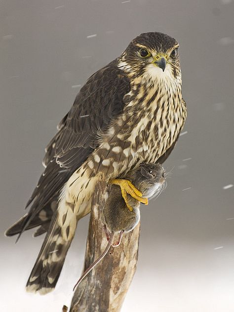 Merlin -- December 25, 2013; Kearns, Utah Merlin Falcon, Merlin Bird, Nature Reference, Artist Reference, Raptors Bird, Wild Creatures, Tree Hugger, All Birds, Big Bird