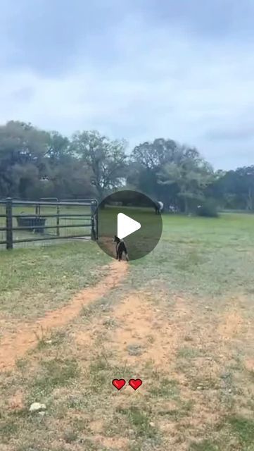 Goat ✌ on Instagram: "Cute goat😍
🐐Send this to your friend who loves Goat🐐
❤️❤️
*
*
🎥 Credit: wildlifeanimals.home tiktok Please DM for credit or removal. Thank you!
*
*
#goat #goats #goatsofinstagram" Funny Goat Video, Cute Goat, Goats Funny, Cute Goats, Baby Goats, Goats, Thank You, Animals, On Instagram