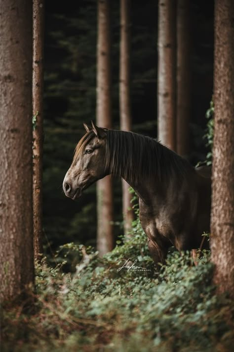 Cute Horse Pictures, Horse Wallpaper, Horse Aesthetic, Horse Quotes, All The Pretty Horses, Horse Equestrian, Horse Lovers, Cute Horses, Equine Photography