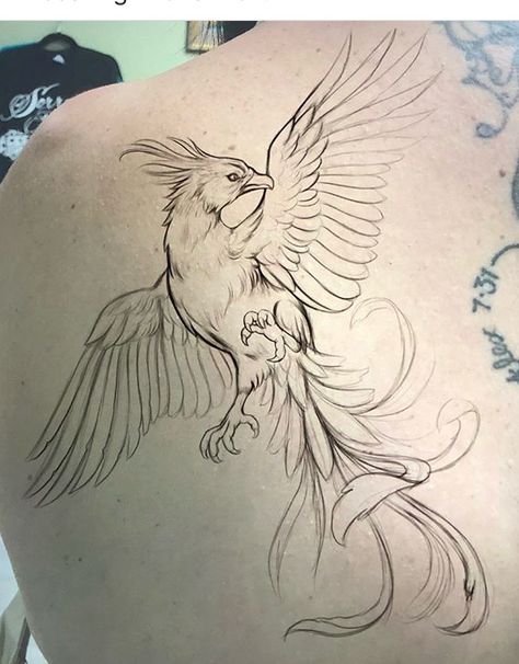 Phoenix Drawings Sketches, Phoenix Pencil Drawing, Phoenix Ink Drawing, Japanese Phoenix And Dragon Tattoo, Neo Traditional Phoenix Tattoo Design, Pheonix Sketch Pencil, Pheonix Drawing Pencil, Realistic Phoenix Drawing, Phoenix Sketch Drawing