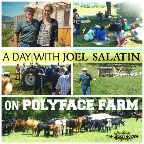 A day with Joel Salatin on Polyface Farm | The Urban Ecolife Leaf Composting, Mobile Chicken Run, Polyface Farm, American Persimmon, Joel Salatin, Persimmon Tree, Starting A Farm, Fruit Orchard, Planting Guide