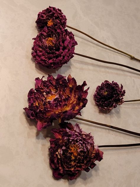 Dried Dahlias - Growing Dahlias How To Dry Dahlias, Dried Dahlias, Growing Dahlias, Thanksgiving Centerpieces, The Basement, A Pumpkin, Cut Flowers, Upside Down, Dahlia