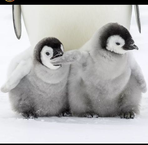 Roger Clark, Penguin Love, Baby Penguins, Cute Penguins, Animal Planet, Cute Little Animals, 귀여운 동물, Cuteness Overload, Cute Funny Animals