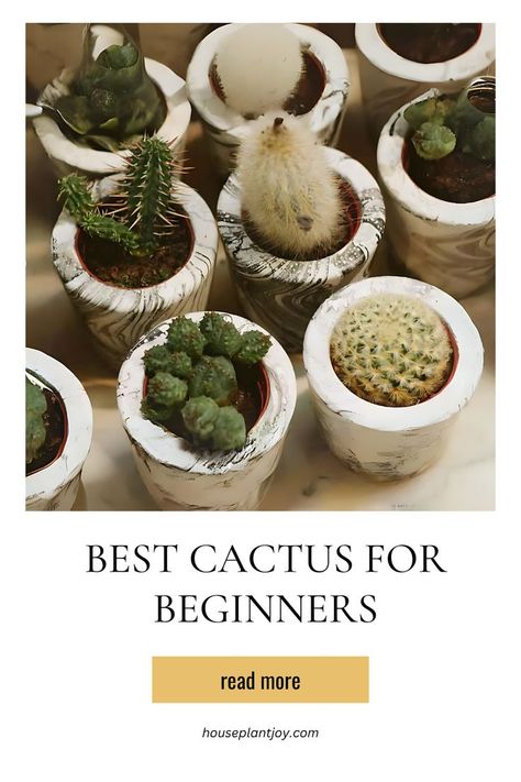 Embarking on your cactus-growing journey? Choosing the right cactus for beginners is key to a successful and enjoyable experience. Whether you prefer indoor or outdoor varieties, there's a perfect cactus for you. Explore the wide range of options available and find the one that suits your preferences and lifestyle best! 🌵💚 #CactusGrowing #BeginnerGardening #IndoorPlants #OutdoorGardening 🏡✨ Reading For Beginners, Gardening For Beginners, Helpful Tips, Indoor Plants, Helpful Hints, Outdoor Gardens, Cactus, The One, Key