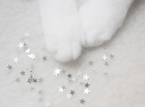 Cat Paws and Sparkles by Anna Inghardt White Cat, Stars, Bed, Silver, White