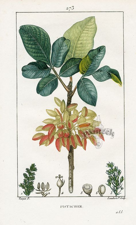 Pistachio tree (Pistacia vera) botanical illustration (these trees tolerate saline soil) Pistachio Plant, Pistachio Tree, Illustration Botanique Vintage, Fauna Illustration, Illustration Botanique, Botanical Illustration Vintage, Botanical Art Prints, Natural Curiosities, Tree Illustration