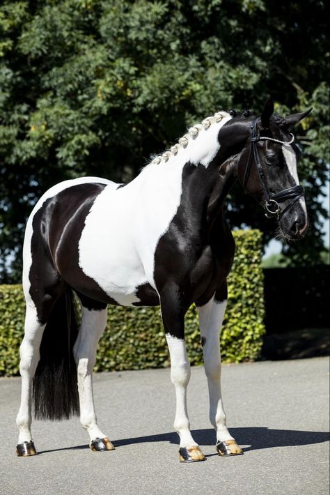 Black Dutch Warmblood, Paint Warmblood, Tobiano Warmblood, Dutch Warmblood Horse, Piebald Horse, Kwpn Horse, Cheval Pie, Kathiyawadi Horse, Pinto Horses