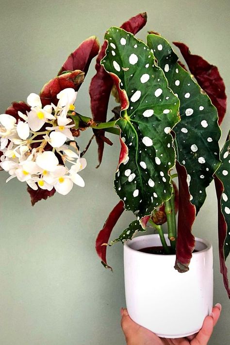 Begonia Care, Polka Dot Begonia, Begonia Maculata, Technology Website, Tropical Flower Plants, Fall Garden Vegetables, Paper Plants, Plant Photography, House Plants Decor