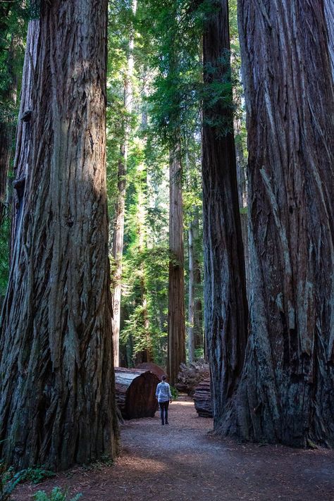 Where to Stay When Visiting the Redwood National Park — The Grah Life Redwoods National Park, Humboldt Redwoods State Park, Internal Peace, Fern Canyon, Backpacking Routes, Travel Consultant, Redwood Trees, Redwood National Park, National Parks Photography