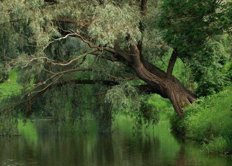 tree over water Tree By Water, Huge Willow Tree, Tree Planted By Streams Of Water, Willow Tree By Water, Tree In Water, Riverclan Camp, Willow Tree And Water Mural, Giant Tree, Fantasy Forest