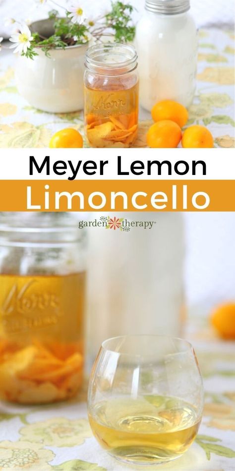 Before you discard the peels of those seasonal Meyer lemons, take a look at this recipe for Meyer limoncello. It’s sweet, aromatic, and tasty. Best of all, it’s easy to make. Start the search for some fresh Meyer lemons and don’t waste a thing by using the rinds to flavor liquor and make a delightful limoncello. #gardentherapy #citrus #cocktail #lemon #recipe #gartending Mayer Lemon Recipes, Myer Lemon Recipes, Lemon Cello Recipe, Lemon Peel Recipes, Lemon Cocktail Recipes, Citrus Cocktail, Meyer Lemon Recipes, Flavored Liquor, Limoncello Cocktails