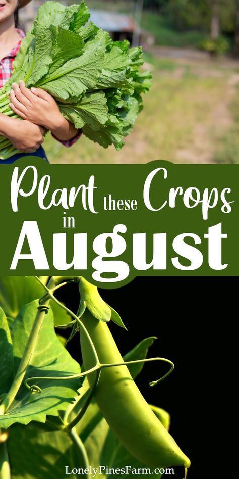 Late Summer Vegetables To Plant, What To Plant In August Zone 6, Late Summer Planting Guide, Autumn Flower Garden, August Garden Planting, Best Time To Plant Vegetables, August Planting, Vegetables To Plant In August, What To Plant In August