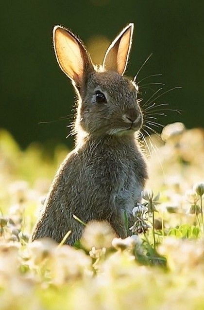 Bunny Pictures, Bunny Art, Amazing Animals, Woodland Creatures, Animal Wallpaper, Cute Creatures, Sweet Animals, The Grass, Animal Planet