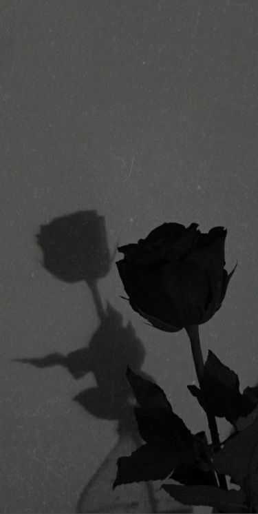 Black Roses Wallpaper, Black And White Roses, Pretty Wallpapers Tumblr, Love Wallpapers Romantic, Vintage Flowers Wallpaper, Aesthetic Roses, Dark Flowers, Shadow Pictures, Black And White Background