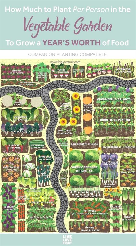 Bean Plant, Corn Plant, Bush Beans, Kingston Ontario, Pole Beans, Vegetable Garden Design, Olive Garden, Kew Gardens, Flowers Wallpaper