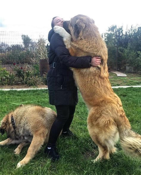 How much would Caucasian mountain dog cost? #caucasianshepherd #caucasianovcharka Russian Bear Dog, Worlds Largest Dog, Leonberger Dog, Caucasian Shepherd Dog, Caucasian Shepherd, Largest Dog, Dog Breeds List, Big Dog Breeds, Cheap Stuff