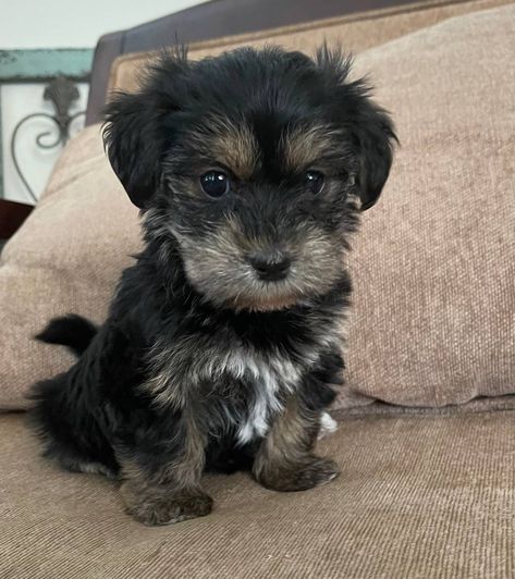 Teacup Morkie Puppies, Teacup Morkie, Morkie Puppy, Morkie Puppies, Boxer Puppies, Classified Ads, Yorkshire Terrier, Puppies For Sale, Maltese