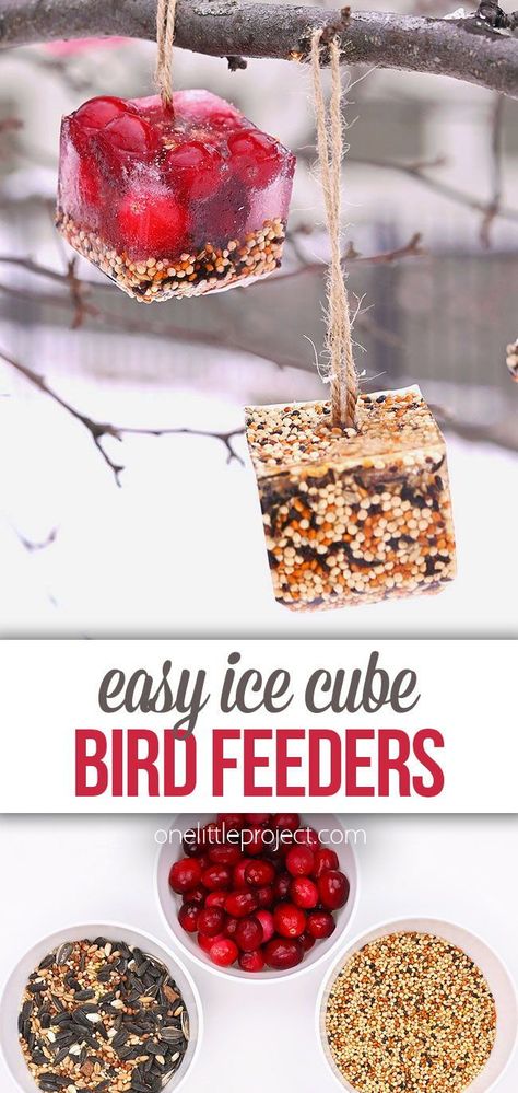 Ice Bird Feeder, Winter Bird Activities Preschool, Birds In Winter Crafts For Kids, Winter Bird Crafts For Kids, Winter Bird Craft, Winter Crafts For Adults, Ice Ornaments, Bird Feeders For Kids To Make, Winter Bird Feeders