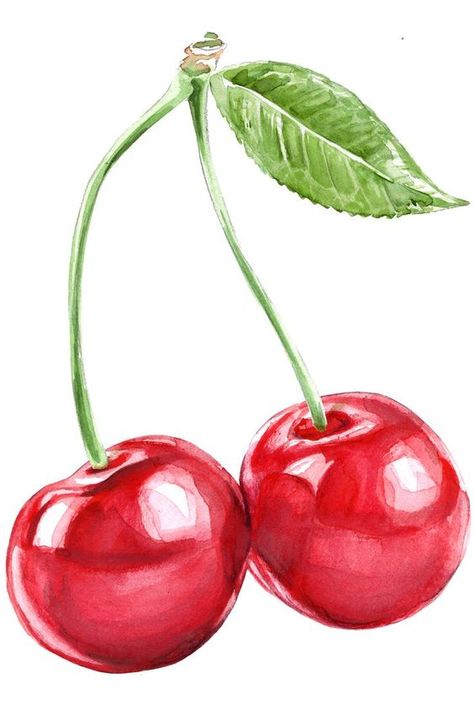 Cherry Watercolor, Cherry Drawing, Vintage Halloween Cards, Fruit Watercolor, Dark Red Wallpaper, Watercolor Png, Cherry Fruit, Cat Quilt, Fruit Painting