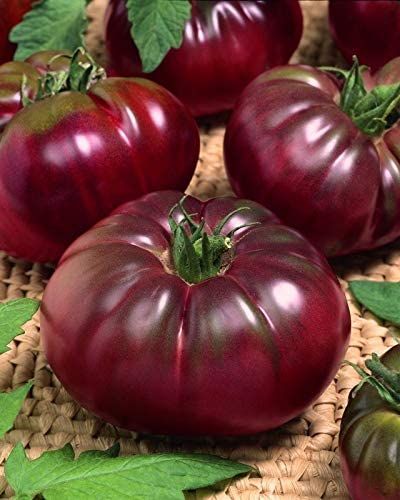 Giant Vegetable, Seeds Gifts, Heirloom Tomato Seeds, Types Of Tomatoes, Goth Garden, Heirloom Vegetables, Tortellini Soup, Tomato Garden, Tomato Seeds