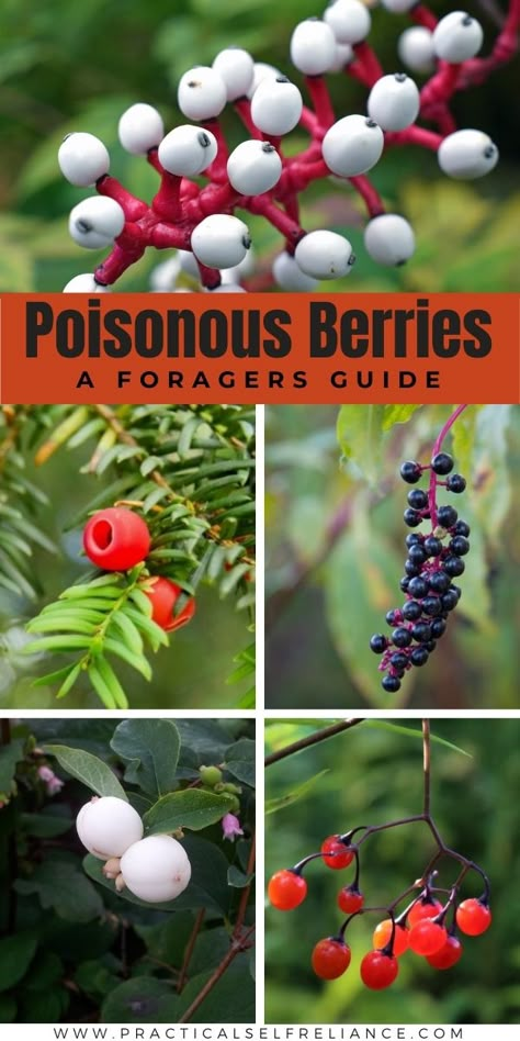 Poisonous Berries ~ A Forager’s Guide Foraging For Beginners, Poisonous Berries, Spring Foraging, Highbush Cranberry, Homestead Lifestyle, Food Foraging, Mushroom Identification, Wild Foraging, Chicken Of The Woods