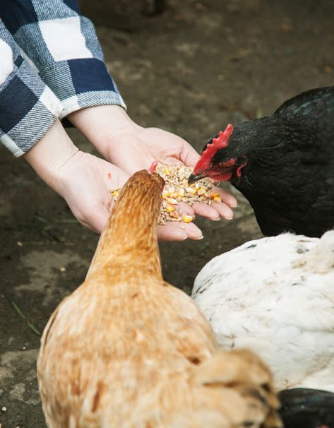 Oatmeal Cookies for your Chickens - Fresh Eggs Daily® with Lisa Steele Chicken Layer Feed, Feeding Chickens, Diatomaceous Earth Food Grade, Chicken Diet, Food Myths, Growing Corn, Chicken Owner, Chicken Eating, Laying Hens