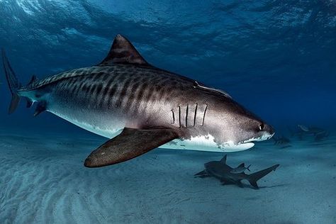 Tiger, great white, and bull sharks perpetrate most attacks on humans. They hunt human-sized prey and are capable of inflicting fatal bites Tiger Sharks, Save The Sharks, Bull Shark, Tiger Shark, Shark Fishing, Underwater Creatures, Shark Week, White Sharks, Great White Shark