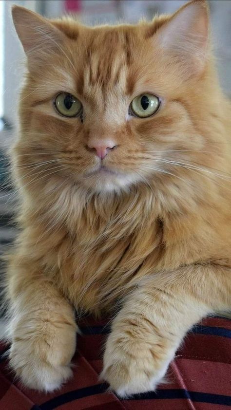 Exotic Mammals, Gorgeous Cats, Orange Tabby Cats, Cute Cats Photos, Orange Cats, Cat Cute, Pet Photography, Cat Funny, Ginger Cats