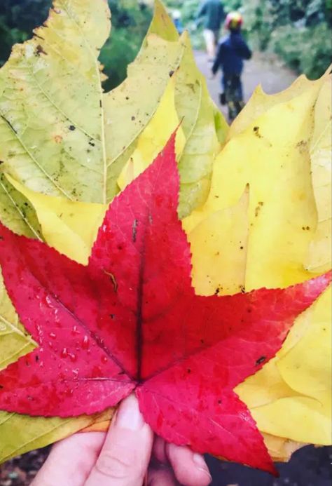 Picture of hand holding up red and yellow autumn leaves Leaf Preservation, Leaf Decoration Ideas, Leaf Pressing, Preserving Leaves, Preserve Fall Leaves, Leaf Craft Ideas, How To Preserve Leaves, Preserve Leaves, Leaves Diy