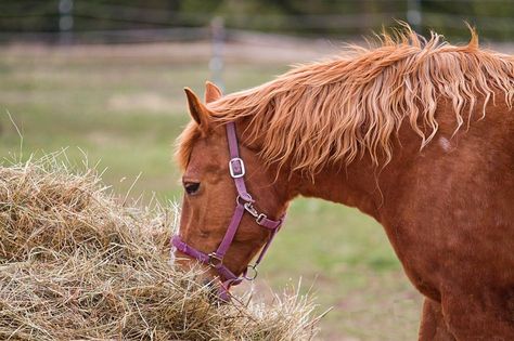 Horse Eating Hay What Can Horses Eat, What Horses Can And Cant Eat, Horse Eating, Feeding Horses, Horse Galloping On Beach, Dream Farm, Old People, Horses, Animals